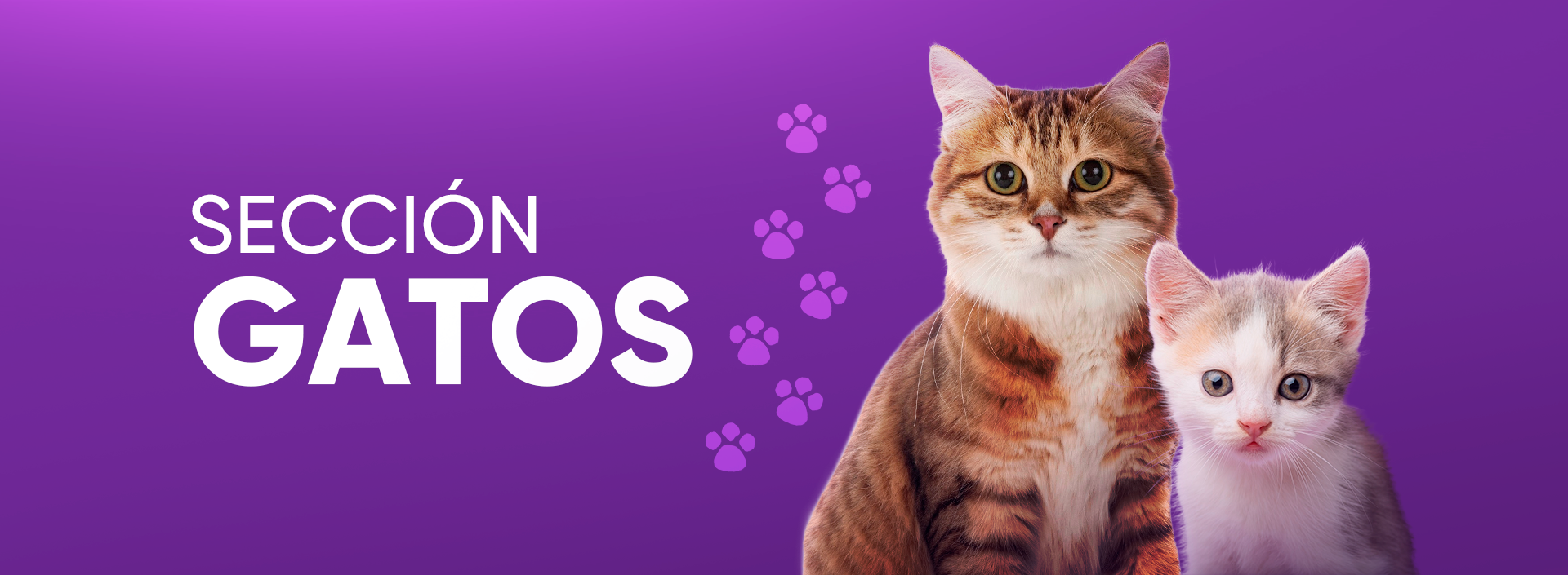 Sección Gatos